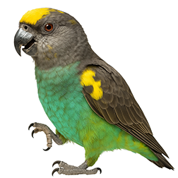 Meyer's Parrot